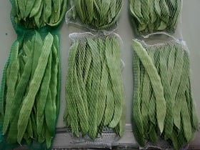 plástico biodegradable
