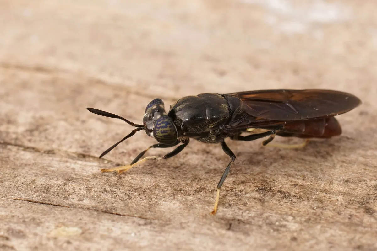 Obtención quitosano insecto