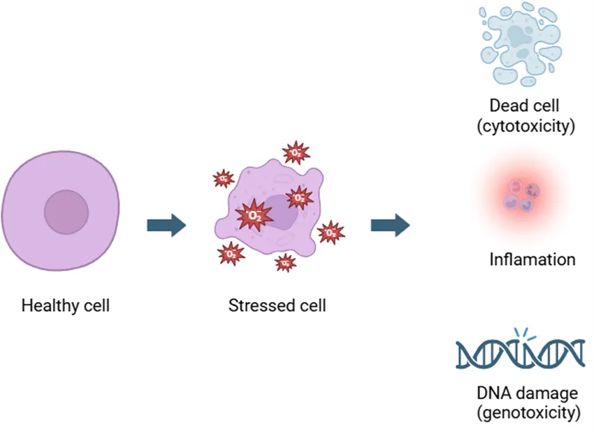how Oxidative stress is produced