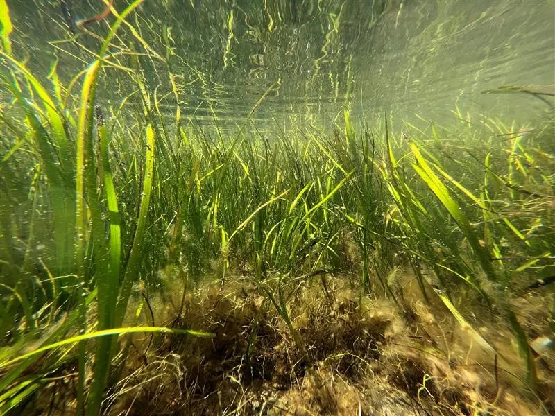 MARVIVA_Foto representativa